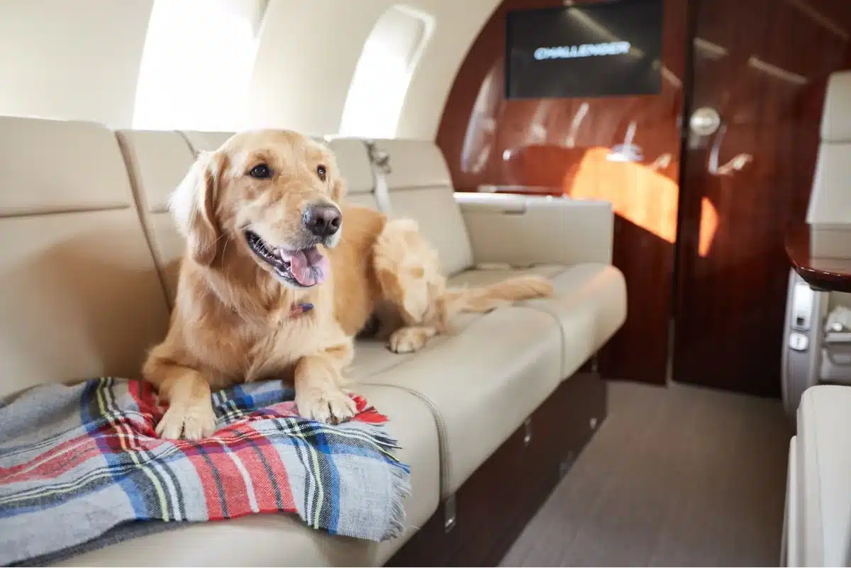 Cane su un jet privato